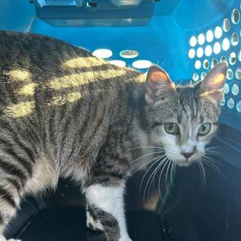 Domestic Short Hair Cats Available for Adoption in Hemet, California - Lemon Tree | PetCurious