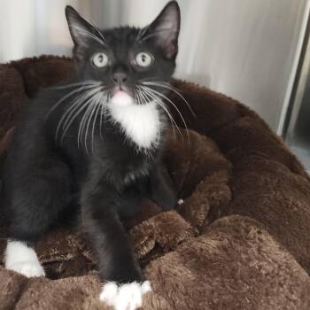 Mocha -  Domestic Short Hair Cat for Adoption in Clearwater, Florida - Mocha | PetCurious