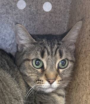 Rescue Domestic Short Hair Cats for Adoption in Houston, Texas - Blossom | PetCurious