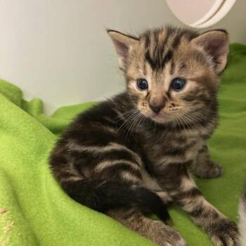 Domestic Short Hair Cats Available for Adoption in Philadelphia, Pennsylvania - Boz | PetCurious