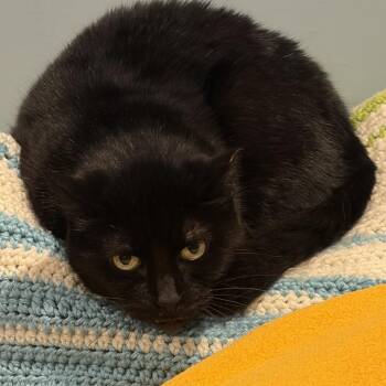 American Shorthair Cats Available for Adoption in Lenexa, Kansas - Phifzer | PetCurious