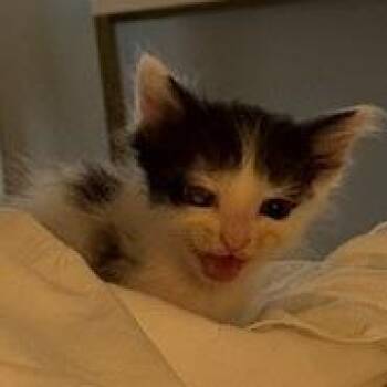 Domestic Short Hair Cats Available for Adoption in Norman, Oklahoma - Wink | PetCurious