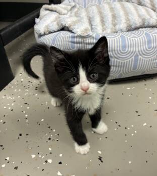 Tuxedo Cats Available for Adoption in Hornell, New York - Ares | PetCurious