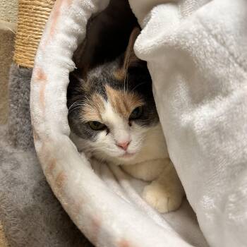 Cinnamon Raisin Bread -  Domestic Short Hair Cat for Adoption in Myerstown, Pennsylvania - Cinnamon Raisin Bread | PetCurious