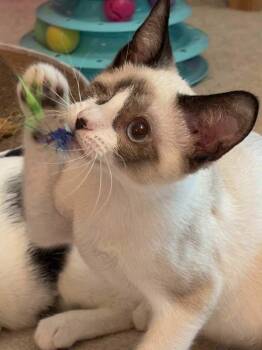 Grayson (must be adopted with Gretta) -  Siamese Cat for Adoption - Grayson (must Be Adopted With Gretta) | PetCurious