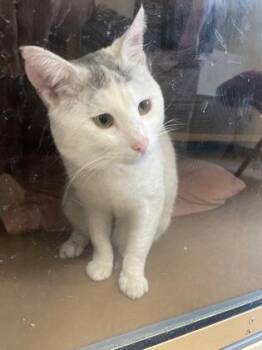 Domestic Short Hair Cats Available for Adoption in Hamilton Township, New Jersey - HANNIBAL | PetCurious