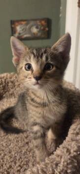 Violet -  Domestic Short Hair Cat for Adoption in Saint Charles, Missouri - Violet | PetCurious