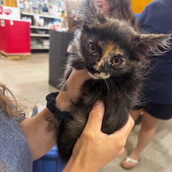 Domestic Medium Hair Cats Available for Adoption - Nirvana | PetCurious