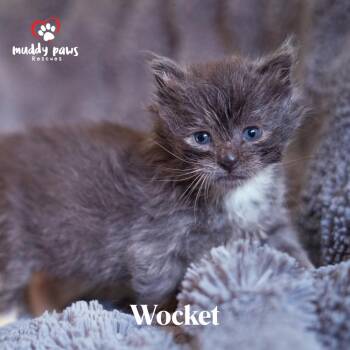 Domestic Short Hair Cats Available for Adoption in Council Bluffs, Iowa - Seuss Litter:  Wocket | PetCurious