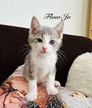 Flow-Jo -  Domestic Short Hair and Snowshoe Cat for Adoption - Flow-Jo | PetCurious