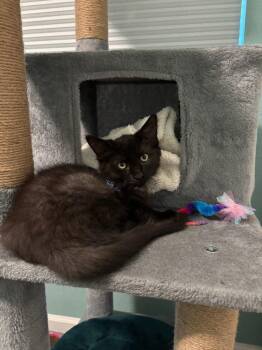 Atlas -  Domestic Medium Hair Cat for Adoption in Sacramento, California - Atlas | PetCurious