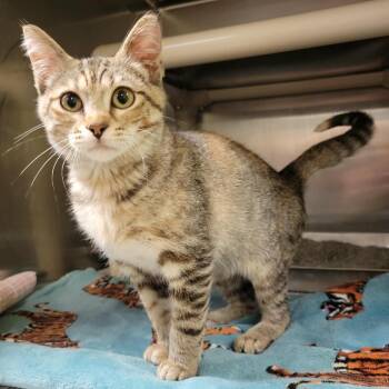 Nancy Drew -  Domestic Short Hair Cat for Adoption in Columbia, Missouri - Nancy Drew | PetCurious