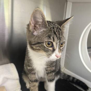Pixel -  Domestic Short Hair Cat for Adoption in Madisonville, Tennessee - Pixel | PetCurious