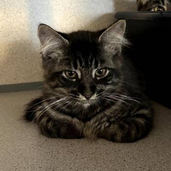 Rescue Domestic Long Hair Cats for Adoption in Hudson, New York - Jack | PetCurious