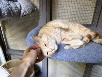 American Shorthair Cats Available for Adoption - Nash | PetCurious