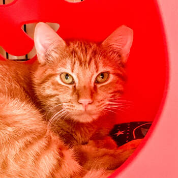 Rescue Domestic Short Hair Cats for Adoption in Santa Fe, New Mexico - Phil | PetCurious