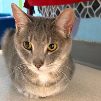 Domestic Short Hair Cats Available for Adoption - Cardi B | PetCurious