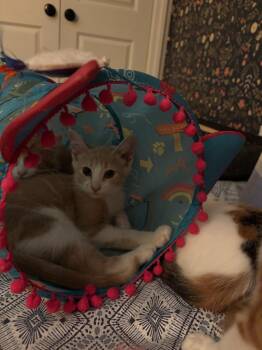 Enzo -  Domestic Short Hair Cat for Adoption in Arthur, Ontario - Enzo | PetCurious