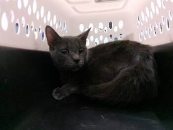 Domestic Short Hair Cats Available for Adoption in Kalamazoo, Michigan - DAISY | PetCurious