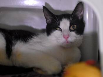 Domestic Short Hair Cats Available for Adoption in Portland, Oregon - TJ Maximus | PetCurious