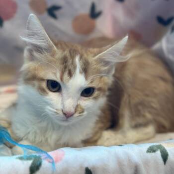 Morty -  Domestic Medium Hair Cat for Adoption in Matteson, Illinois - Morty | PetCurious