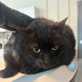 Domestic Short Hair Cats Available for Adoption in Huntington, West Virginia - Nox | PetCurious