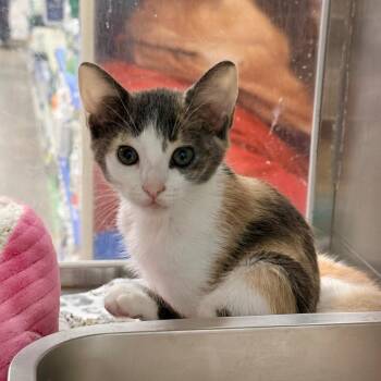 Bouy -  Domestic Short Hair Cat for Adoption in NEW PT RICHEY, Florida - Bouy | PetCurious
