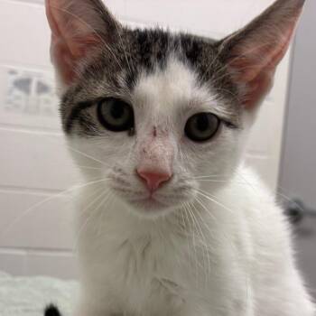 David -  Domestic Short Hair Cat for Adoption in Corpus Christi, Texas - David | PetCurious