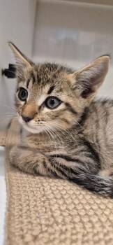 Bert -  Domestic Short Hair Cat for Adoption in Brownwood, Texas - Bert | PetCurious