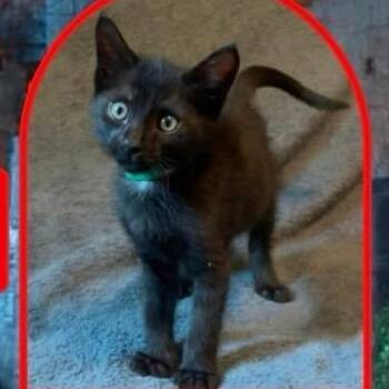Dennis -  Domestic Short Hair Cat for Adoption in Orangevale, California - Dennis | PetCurious