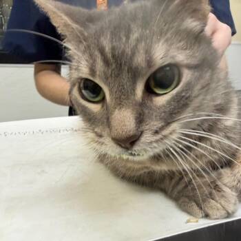 Camille -  American Shorthair Cat for Adoption in Galveston, Texas - Camille | PetCurious