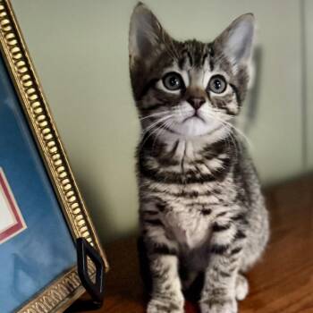 Syrup -  Domestic Short Hair Cat for Adoption in Silver Spring, Maryland - Syrup | PetCurious