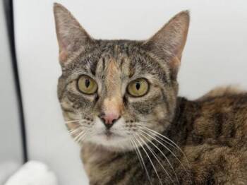 Francesca -  Domestic Short Hair Cat for Adoption in Portland, Oregon - Francesca | PetCurious