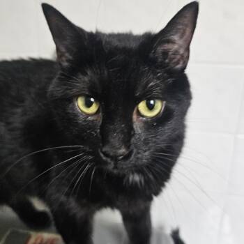 Happy Kitty -  Domestic Short Hair Cat for Adoption in Cincinnati, Ohio - Happy Kitty | PetCurious