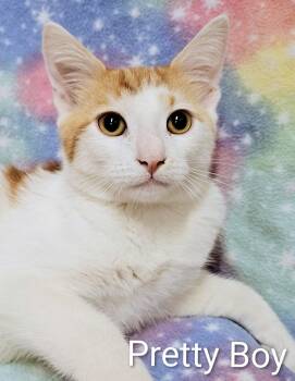 Pretty Boy - Rancho Cucamonga PetSmart -  Domestic Short Hair Cat for Adoption in Yorba Linda, California - Pretty Boy - Rancho Cucamonga PetSmart | PetCurious