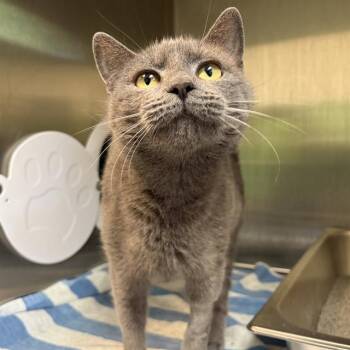 MERMAID -  Domestic Short Hair Cat for Adoption in Barnstable, Massachusetts - MERMAID | PetCurious