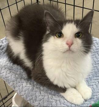 Sheba -  Domestic Long Hair Cat for Adoption in Kalama, Washington - Sheba | PetCurious