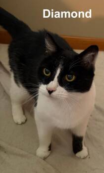 Diamond Benn. (a gentle, sweet love bug) -  Domestic Short Hair Cat for Adoption in Stowe, Pennsylvania - Diamond Benn. (a Gentle, Sweet Love Bug) | PetCurious