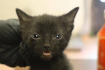 TITUS -  Domestic Short Hair Cat for Adoption in Columbia, South Carolina - TITUS | PetCurious