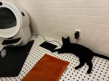 Pantero -  Domestic Short Hair Cat for Adoption in Chicago, Illinois - Pantero | PetCurious