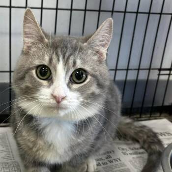 Domestic Short Hair Cats Available for Adoption in Buffalo, New York - Barrel (Walter) | PetCurious