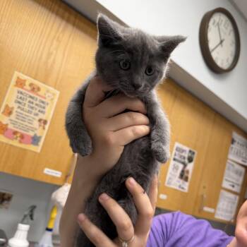 Queen -  Domestic Short Hair Cat for Adoption in Durango, Colorado - Queen | PetCurious