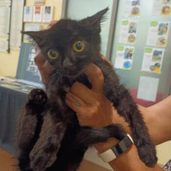 Colorado -  Domestic Short Hair Cat for Adoption in Lynchburg, Virginia - Colorado | PetCurious