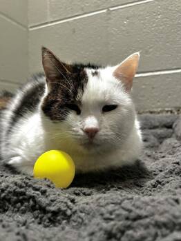 Kitty -  Domestic Short Hair Cat for Adoption in Jackson, Michigan - Kitty | PetCurious