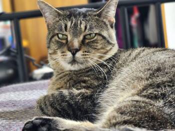 Rebel -  Domestic Short Hair Cat for Adoption in Oak Forest, Illinois - Rebel | PetCurious