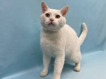Buddy -  Domestic Short Hair Cat for Adoption in Minneapolis, Minnesota - Buddy | PetCurious