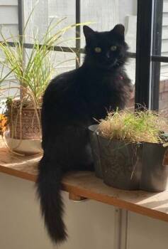 Rescue Domestic Medium Hair Cats for Adoption in Ferndale, Michigan - Linda The Liberian | PetCurious
