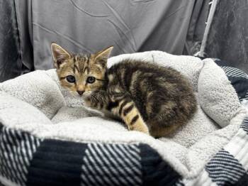 A122011 -  Domestic Short Hair Cat for Adoption in Grovetown, Georgia - A122011 | PetCurious