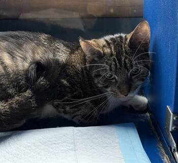 TABITHA -  Domestic Short Hair Cat for Adoption in Westminster, Maryland - TABITHA | PetCurious