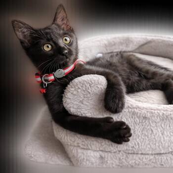 Kiki -  Domestic Short Hair Cat for Adoption in Farmington, Minnesota - Kiki | PetCurious